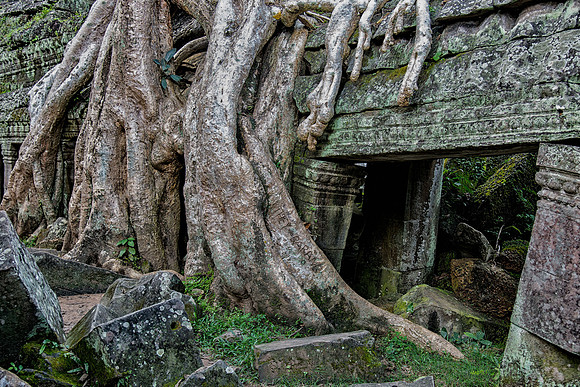 Banyan tree roots