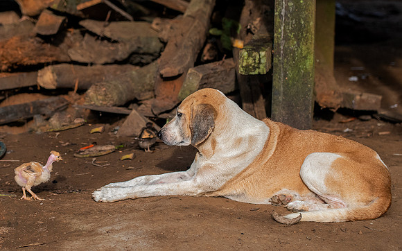 Dog and chicken