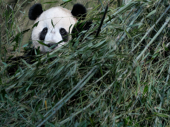Bamboo
