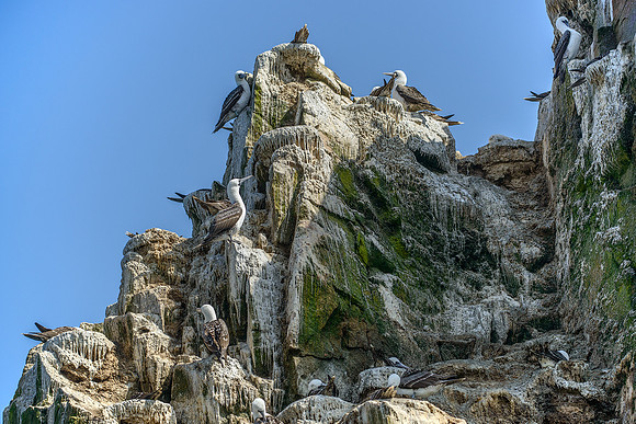 Peruvian Booby (Sula variegata)