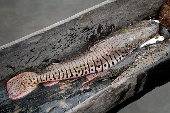Today`s catch