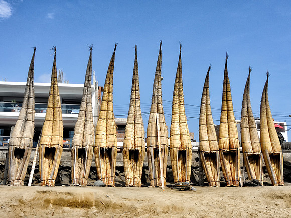 Totora reed