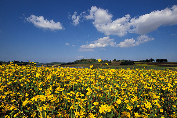 Yellow daisies