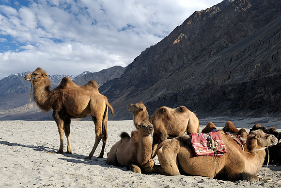 Bactrian Camels, Nubra Valley