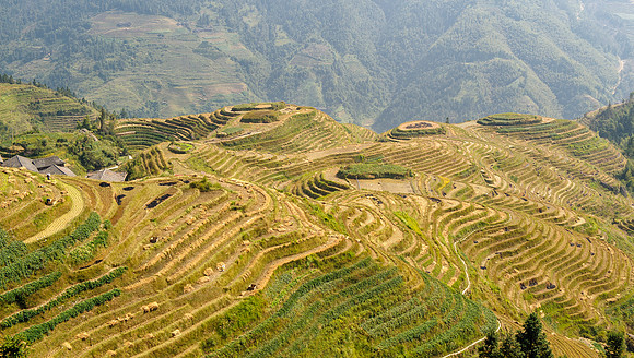 Longsheng rice terraces