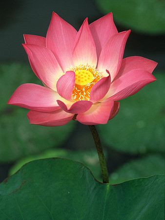 Sacred Lotus