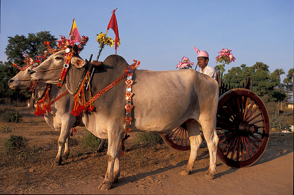 Decorated Ox carts Bagan