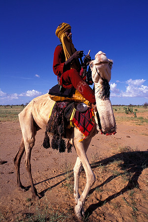 Blue-eyed camel