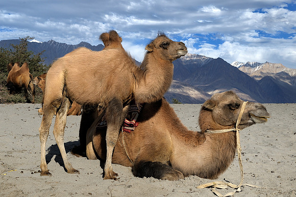 Nubra valley camels