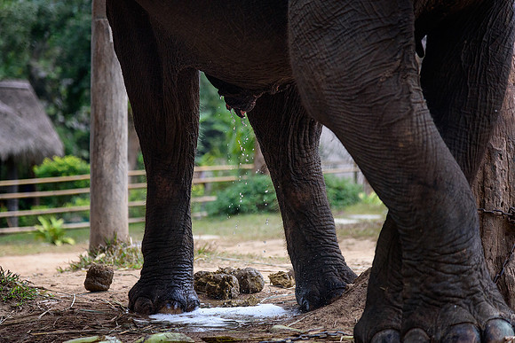 Elephant waste