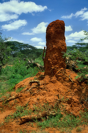 Termite mounds