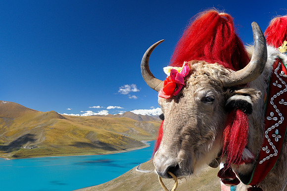 Yak