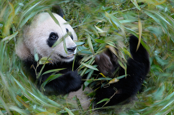 Panda swirl
