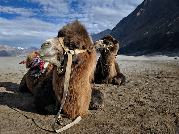 Bactrian Camels, Nubra Valley