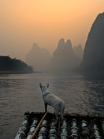 Dog on bamboo raft