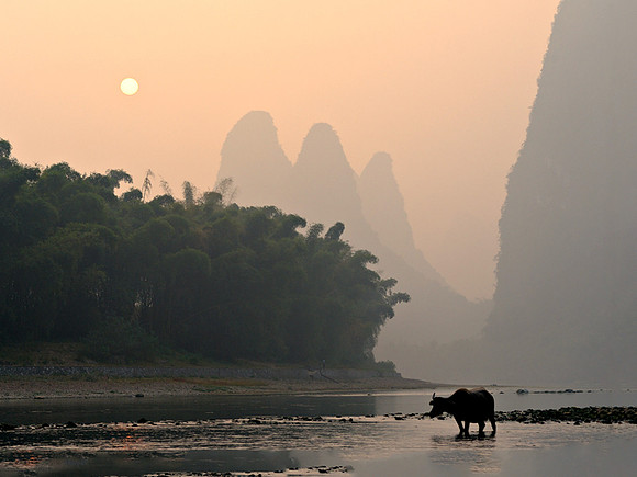 Bamboo and Buffalo