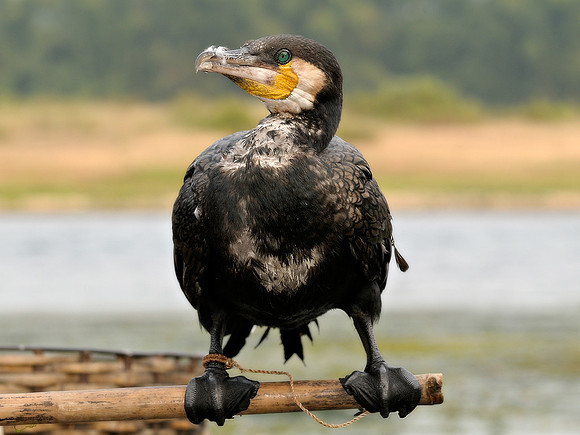 Cormorrant