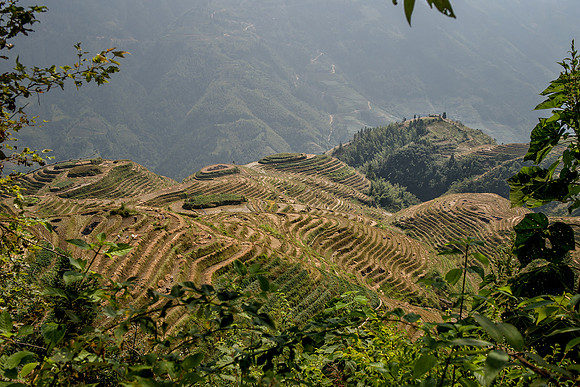 Rice Terraces