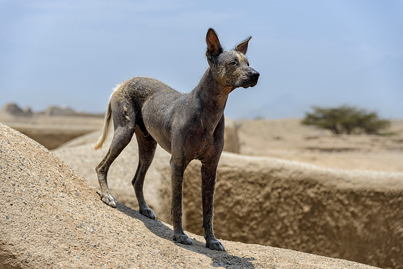 Peruvian Hairless Dog