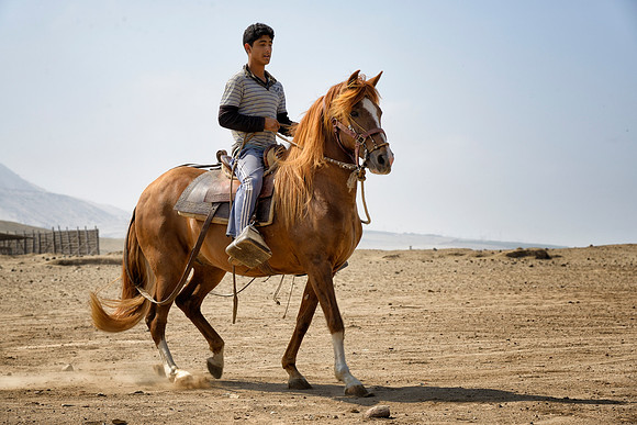 Peruvian Paso Horse