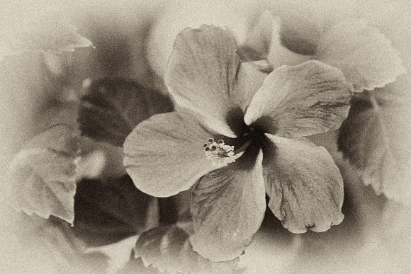 Hibiscus