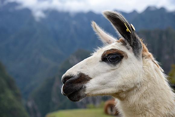 Resident Llama