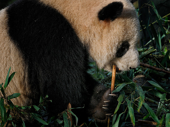 Panda grip