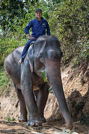 Elephant village