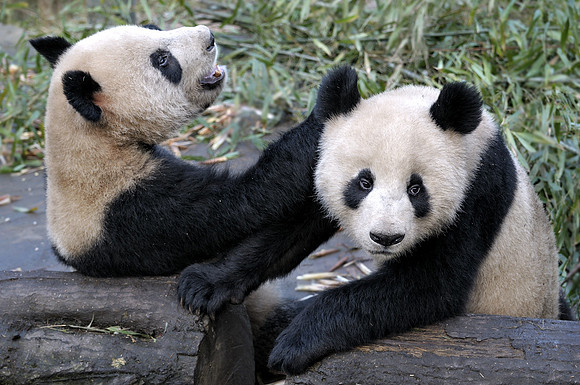 Panda cubs