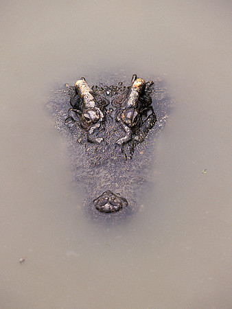 Sepik crocodile