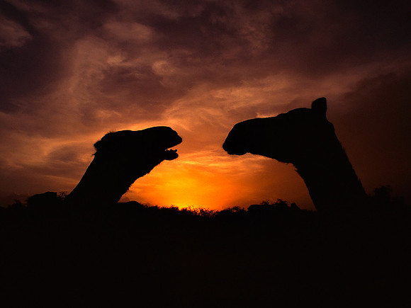 Camels at sunset